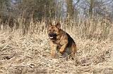 BERGER ALLEMAND 891